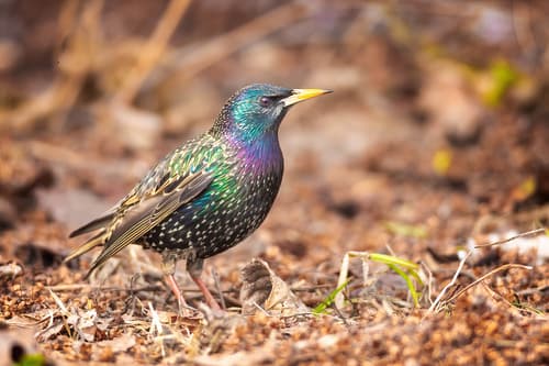 European Starling observation image