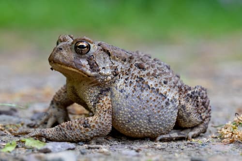 American Toad observation image