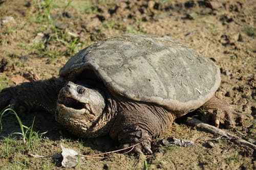Common Snapping Turtle observation image