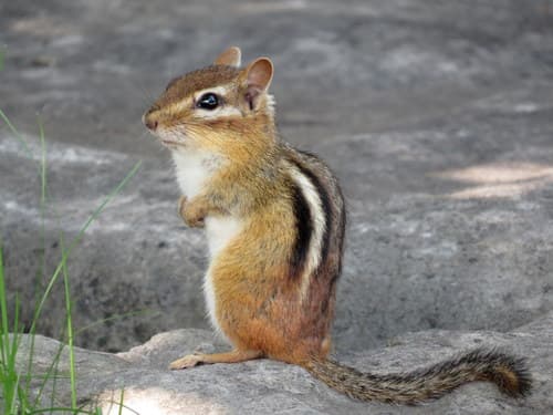 Eastern Chipmunk observation image
