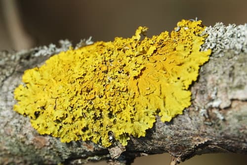 Common Sunburst Lichen observation image