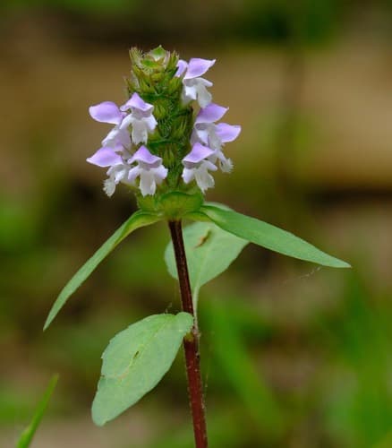 common selfheal observation image