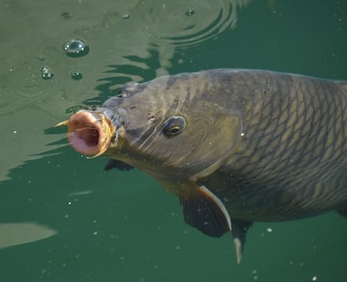 European Carp observation image