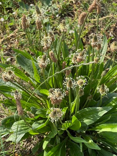 ribwort plantain observation image