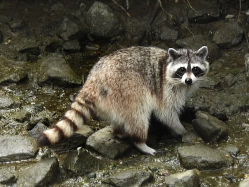 Common Raccoon observation image