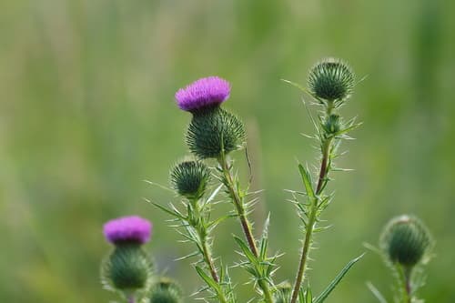 Bull Thistle observation image