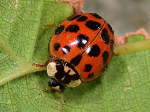 Asian Lady Beetle observation image