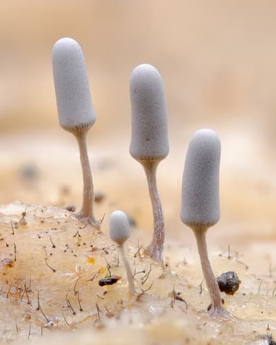 White Carnival Candy Slime Mold observation image