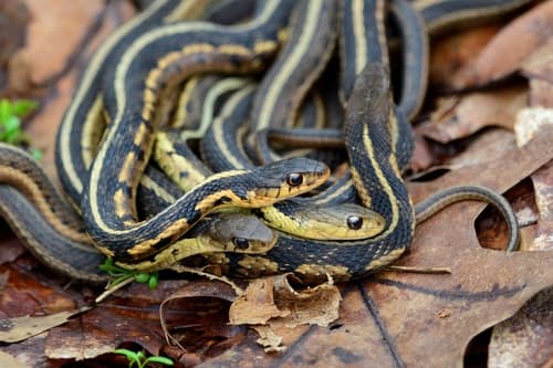Common Garter Snake observation image
