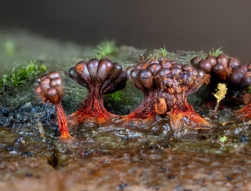Wasp's Nest Slime Mold observation image