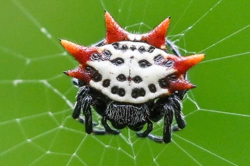 Spinybacked Orbweaver observation image