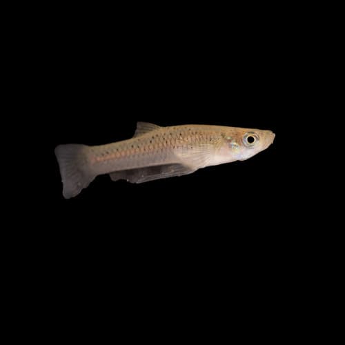 Western Mosquitofish observation image