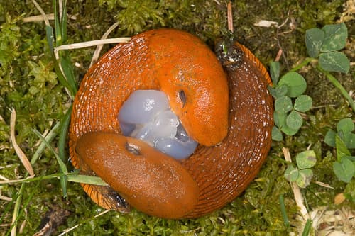 Spanish Slug observation image