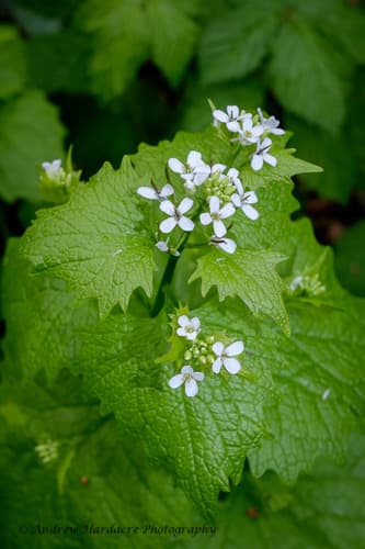 garlic mustard observation image