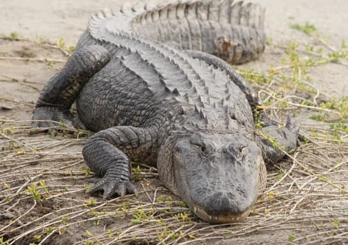 American Alligator observation image