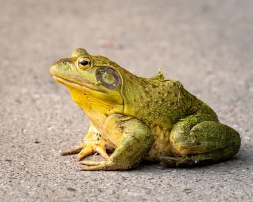 American Bullfrog observation image