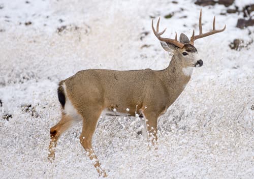 Mule Deer observation image