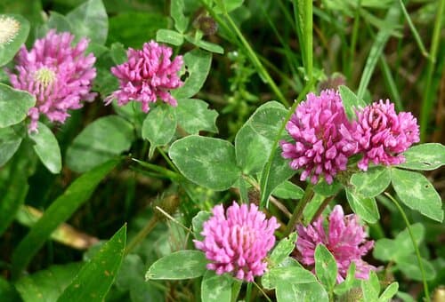 Red Clover observation image