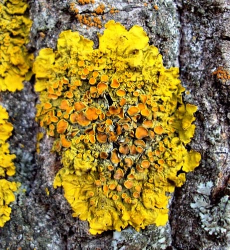 Common Sunburst Lichen observation image