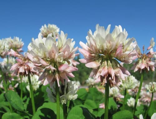 white clover observation image