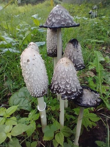 Shaggy Mane observation image
