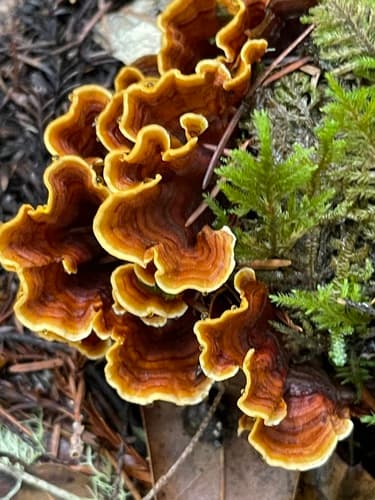 hairy curtain crust observation image