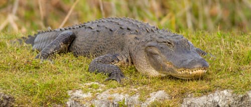 American Alligator observation image