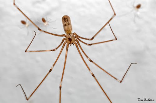 Long-bodied Cellar Spider observation image