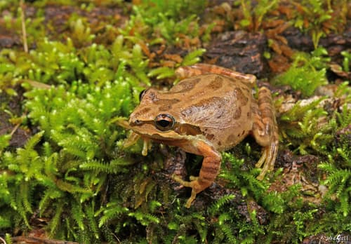 Pacific chorus frog observation image