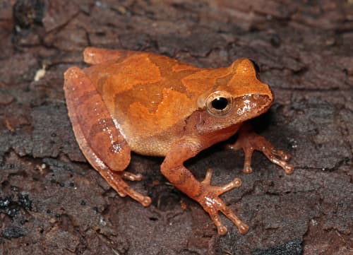 Spring Peeper observation image