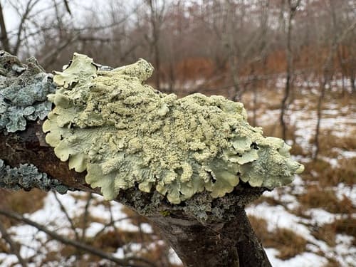 common greenshield lichen observation image