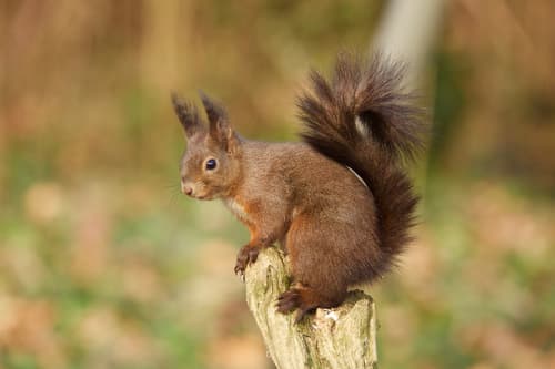Eurasian Red Squirrel observation image