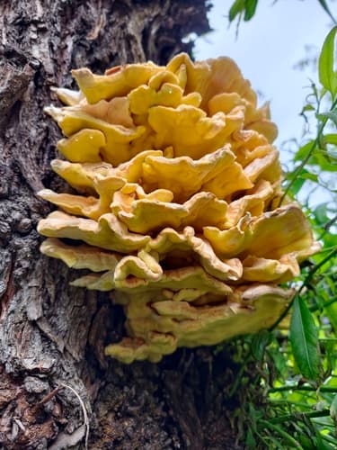 chicken of the woods observation image