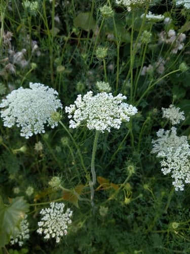 wild carrot observation image