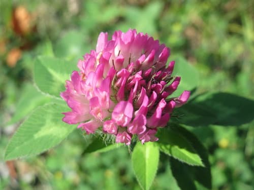 Red Clover observation image