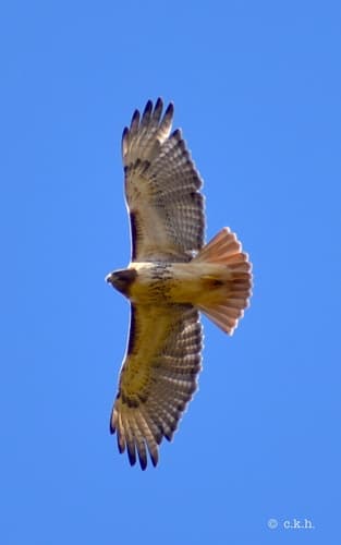 Red-tailed Hawk observation image