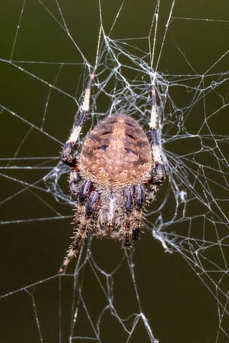 Spotted Orbweaver observation image