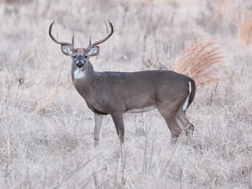 White-tailed Deer observation image