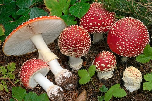 Fly Agaric observation image