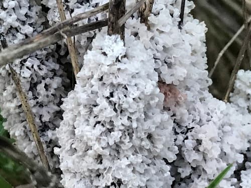 Dog Sick Slime Mould observation image