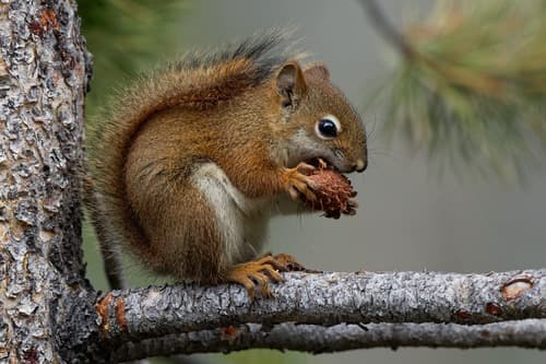 American Red Squirrel observation image