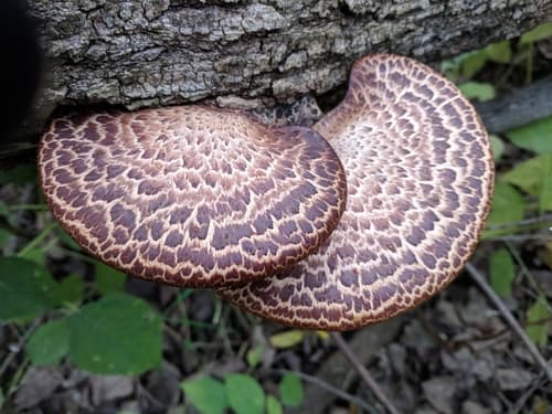 Dryad's Saddle observation image