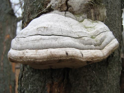 Hoof Fungus observation image