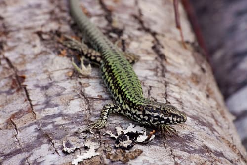 Common Wall Lizard observation image