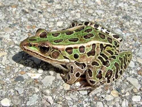 Northern Leopard Frog observation image