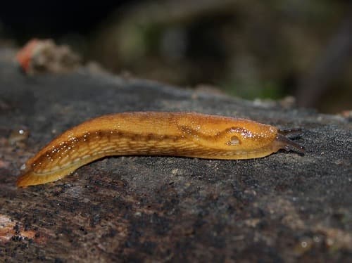 Western Dusky Slug observation image
