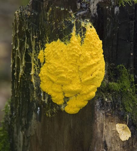 Dog Vomit Slime Mold observation image