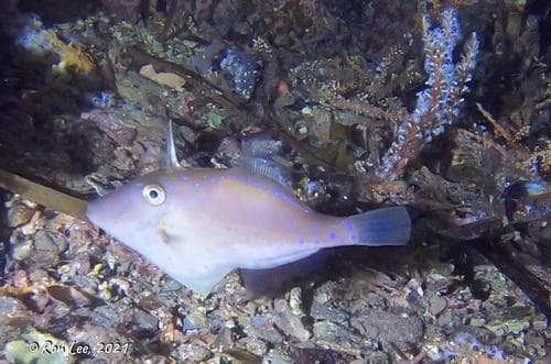 Bluefin Leatherjacket observation image
