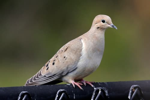 Mourning Dove observation image