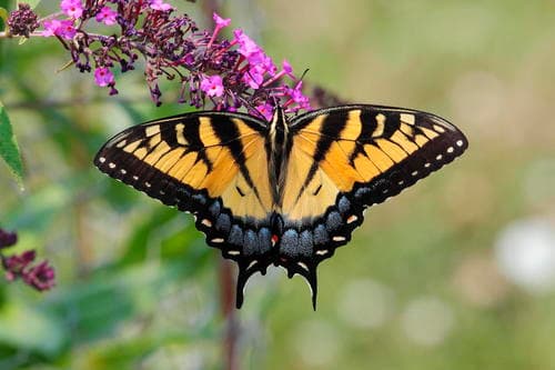 Eastern Tiger Swallowtail observation image